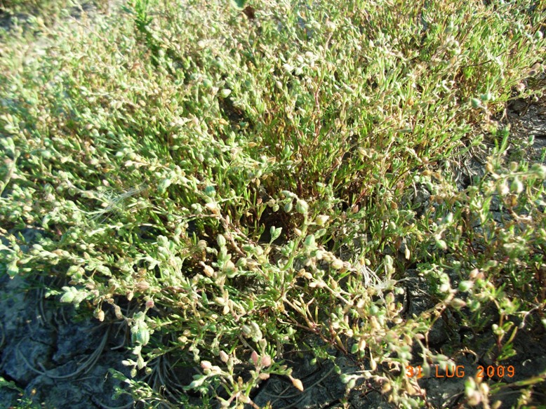 Spiaggia di Montenero1 - Spergularia cfr. maritima